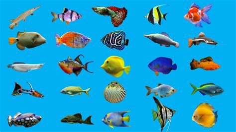Aquarium Fish Names Types Of Aquarium Fish Fish Vocabulary Youtube
