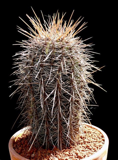 Hollygate cactus garden and nursery postcode for satnav: Carnegiea gigantea - Cactus Jungle
