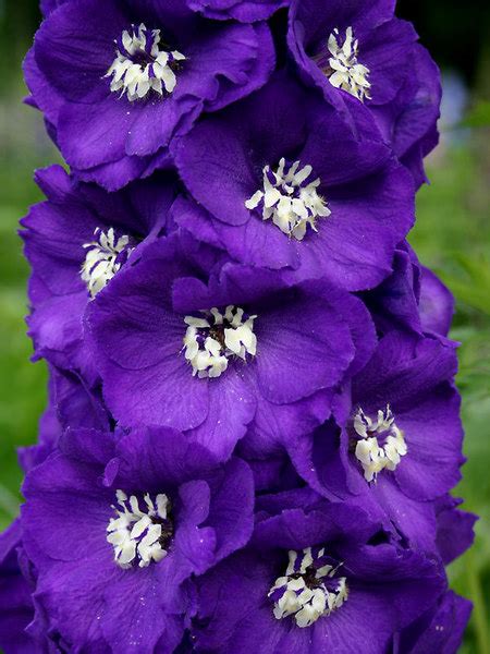 Fill your events with violet and deep magenta flowers for a regal presence or. Product Viewer - Delphinium Purple Passion