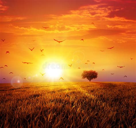 Warm Sunset On The Wild Meadow Stock Image Image Of Beautiful