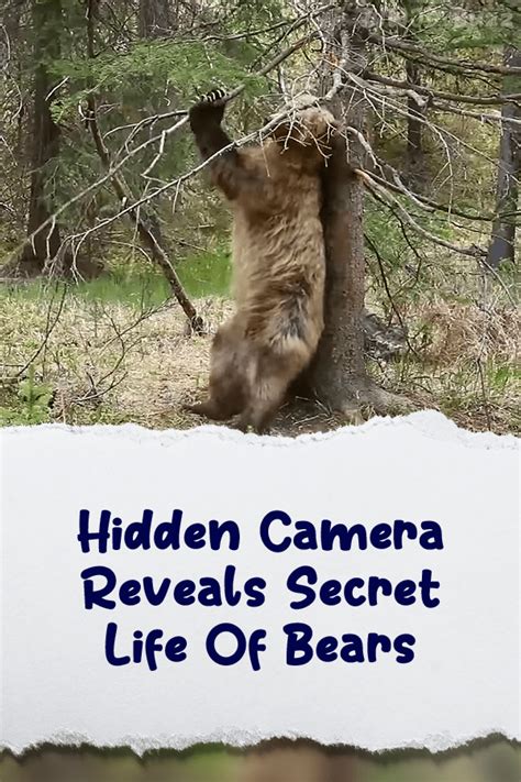 6380 Pin 1 Hidden Camera Reveals Secret Life Of Bears Wwjd