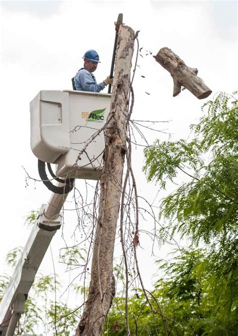 Invasive Beetle Takes Root At Uc Irvine About 1000 Trees Being Removed Orange County Register