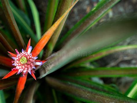 Red Bromeliad Fruit On Top Of The Tree Stock Photo Image Of