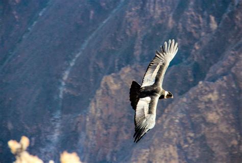Andean Condors In Peru All You Need To Know Peruvian Soul