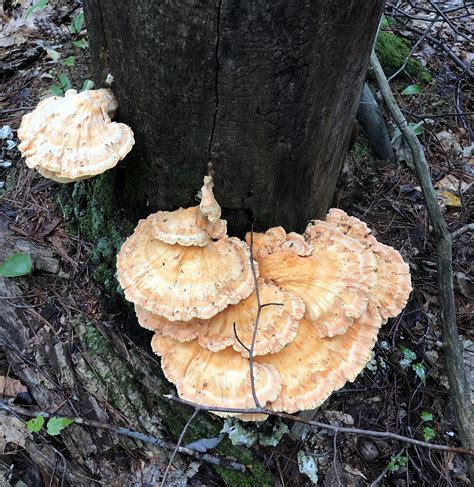 Species Spotlight The Chicken Of The Woods Nh State Parks