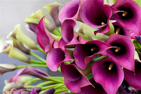 Update More Than 73 Calla Lily Wallpaper In Cdgdbentre