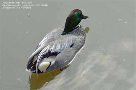 Bird Pictures Falcated Teal Anas Falcata By Terri1948