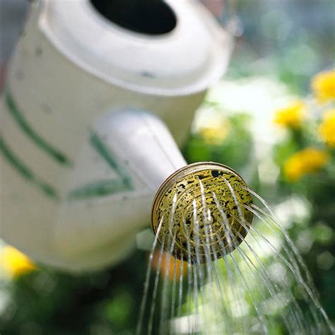To learn everything about plants of the desert one could spend a lifetime. June Gardening Tips for the Desert Southwest | Better ...