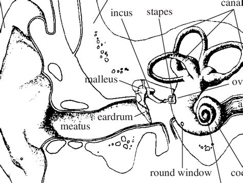 Illustration Of The Structure Of The Peripheral Auditory System Showing