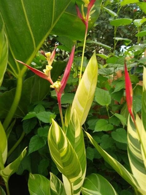 Heliconia Psittacorum Facts Uses How To Grow And Care Tips