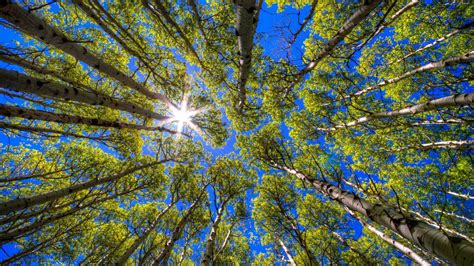 Blue Growing Light Sky Sun Sunshine Trees Desktop Forest Backgrounds