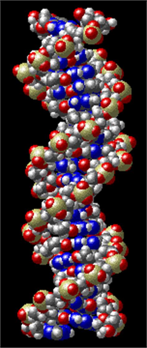 Molecular structure of nucleic acids: DNA Structure