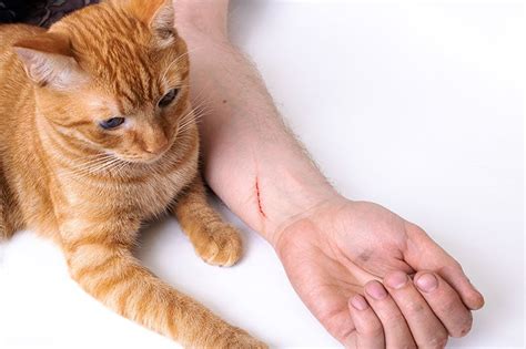Why Do Cat Scratches Itch 5 Vet Reviewed Possible Reasons Pet This