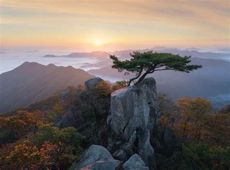 A pine tree standing alon at dobong mountian. Wild Bonsai - A very bonsai like pine tree clinging to the ...