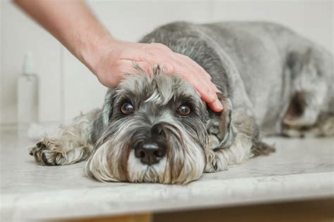 Maybe you would like to learn more about one of these? Can a Dog and Puppies Get Parvovirus Twice - ThePets