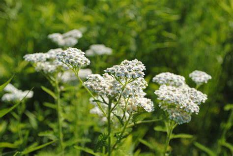 Native White Yarrow Planted At The Roseville Library Deisgn By Damon