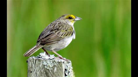 Yellow Browed Sparrow Quijos Ecuador Youtube