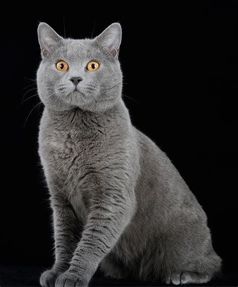 Chartreux Nature En Images