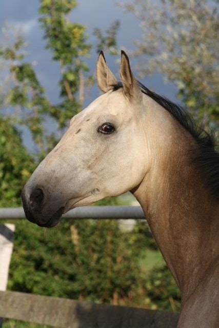 Buckskin pferd galopp auf einem feld, brasov, rumänien ist ein authentisches stockbild von roomtheagency. Buckskin Akhal Teke Pferd namens & # 39; Guneshli & # 39 ...