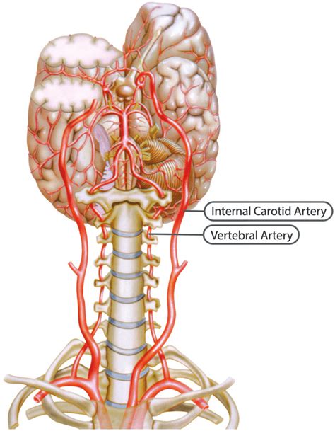 Vertebral And Internal Carotid Arteries Reprinted With Permission By