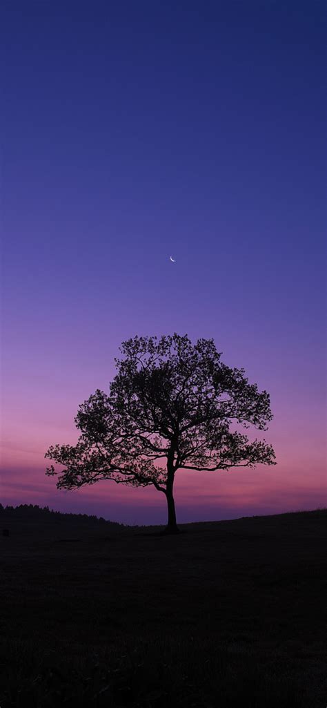 1242x2688 Dark Sky Tree Purple Sky Nature Iphone Xs Max Hd 4k