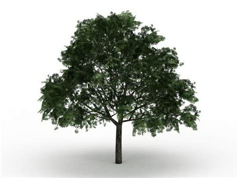 Download free fire for pc from filehorse. American buckeye tree 3d model 3ds max files free download ...
