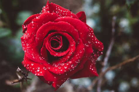 2048x1365 Drops Rose Flowers Nature Coolwallpapersme