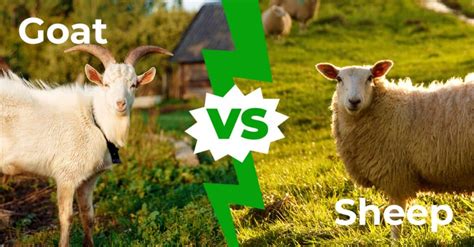 Goat Vs Sheep 6 Key Differences Explained Az Animals