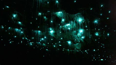 Waitomo Glowworm Caves Nates Nature Blog