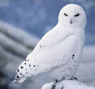 Beyond that, however, owls do not have many natural enemies. Tundra Biome: Snowy Owl and Arctic Fox - animals that are ...