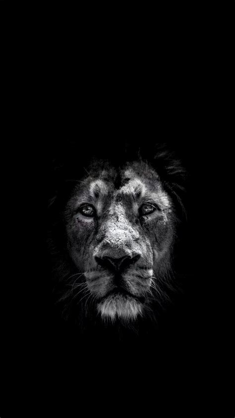Black Lion Cool Wallpapers Top Free Black Lion Cool Backgrounds