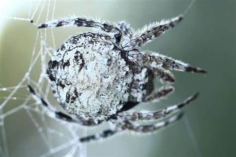 Worlds Strongest Biological Material Darwins Bark Spider