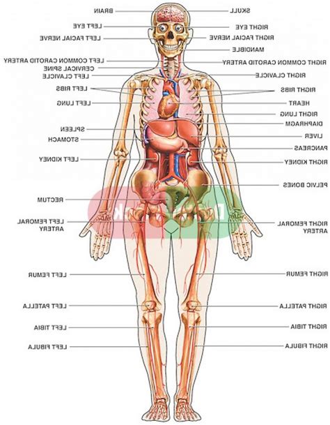 Stomach and lungs, kidneys and heart, brain and liver. Pictures Of The Human Body And Organs . Pictures Of The ...
