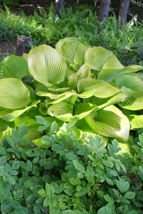 Buy Sum And Substance Hosta Lily For Sale Online From