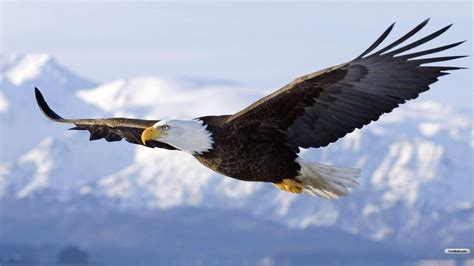 Flying Eagle Wallpapers Top Free Flying Eagle Backgrounds