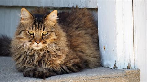 American Longhair Cat Cat Breeds Encyclopedia