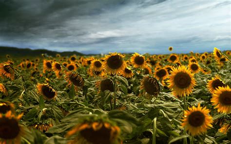 Sunflower Hd Wallpaper Background Image 2560x1600