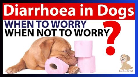 When Should I Be Worried About Dog Diarrhea
