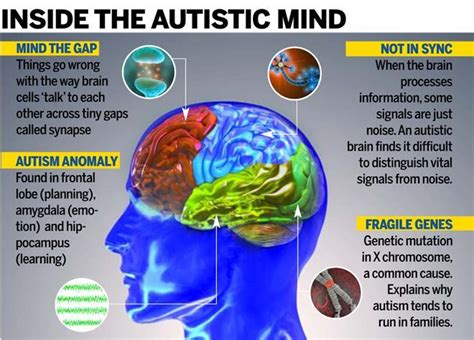 Harvard neuroscientists have already identified dozens of genes associated with asd Image result for neurotypical brain vs autistic brain ...