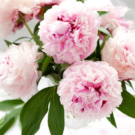 Pink Peony Petals Fragrance Oil 762 Wholesale Supplies Plus