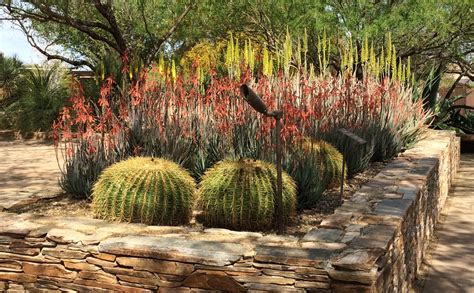 Desert Botanical Garden Phoenix Az Found Nature