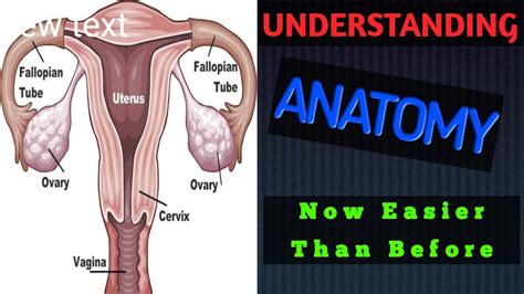 Anatomy Of Female Reproductive System Human Physiology Youtube