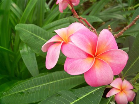 Enjoying the flora | pursuingmylife