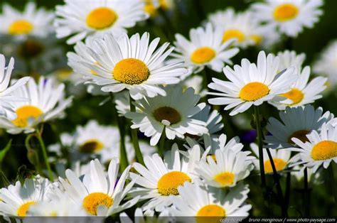 Many White And Yellow Daisies Are Growing Together