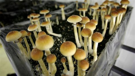 Magic Mushrooms The Science Behind And How Psilocybin Works In The