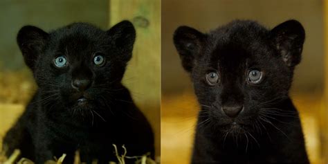 Rare Black Jaguar Cub Born At Sanctuary Brings Hope For Species