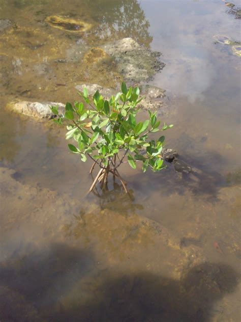 Free Images Tree Water Nature Outdoor Branch Plant Sunlight
