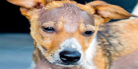 Caída De Pelo En Perros Y Calvas Causas Y Tratamiento