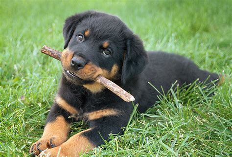 Breeding rottweiller puppies to meet standards. rottweiler puppy by Breanna Quezada | WHI