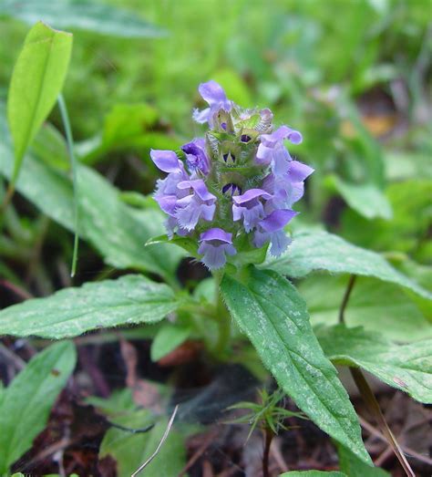 Prunella Vulgaris Alchetron The Free Social Encyclopedia